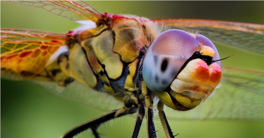 Entretien avec un photographe spécialisé dans la photographie d’insectes